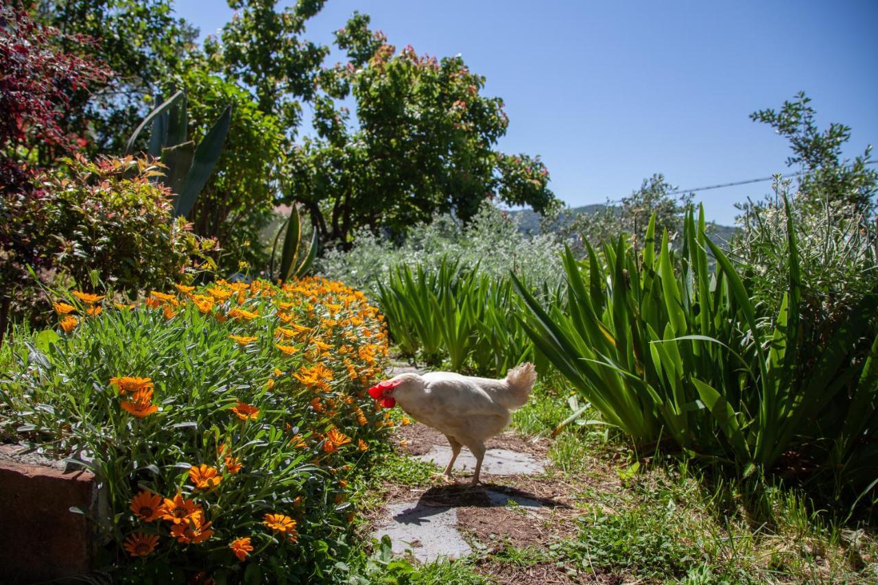 Pietrantica - Affittacamere Con Giardino Nuova Apertura A Trebiano -Citr المظهر الخارجي الصورة